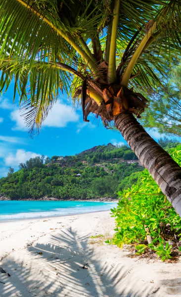 Descubre nuestros cruceros Caribe