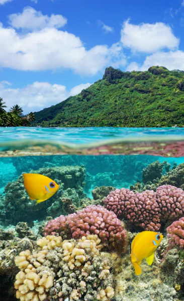 Descubre nuestros cruceros Pacífico y Polinesia