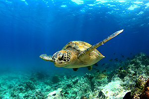 Crucero Islas Galápagos