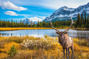 Cruceros Canada